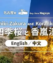 【名古屋出發】名古屋賞楓一日遊：香嵐溪夜楓燈光秀&小原四季櫻