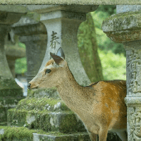 評論圖片