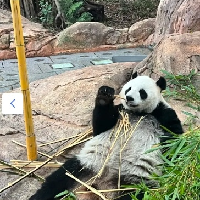 評論圖片