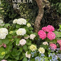 評論圖片