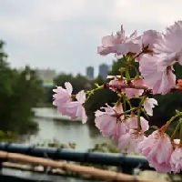 評論圖片