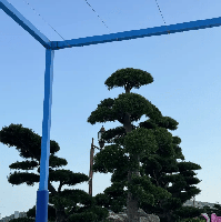 評論圖片