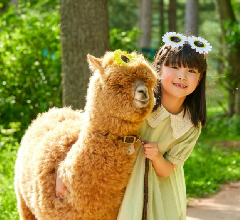 首爾包車接送：南怡島郊區＆草泥馬樂園