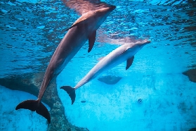 珠海長隆海洋王國｜帝企鵝寶寶+5D影院超讚體驗！