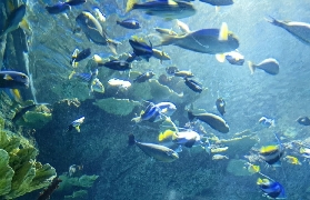 深圳歡樂海岸海洋奇夢館夜場｜保姆級行程規劃+避坑總結✅