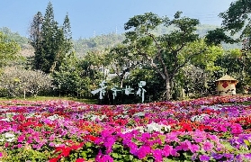 深圳青青世界實測｜週末帶娃去咗！雨林大魚+蝴蝶農場超抵玩✨