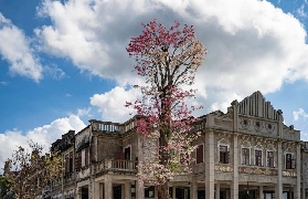 赤坎古鎮避坑指南！套票實戰總結3個重點📝