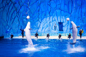 珠海長隆企鵝酒店3天2晚｜遊玩避坑總結！這些細節別忽略⚠️