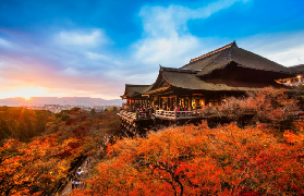 京都奈良萌鹿A線一日遊｜預訂前必看！超抵小團避坑指南✨