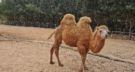 東莞香市動物園超讚！親子遊/情侶行必去攻略🔥