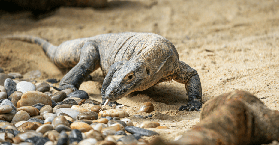 廣州長隆野生動物園保姆級攻略｜5A景區動物天堂，行程規劃+避坑全指南📝