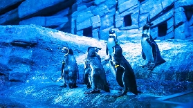 布吉Aquaria水族館門票實測｜預訂前必睇！超抵價+避坑貼士✨