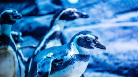 布吉Aquaria水族館實玩｜跟鯊魚共遊+水下餐廳超讚！🥳