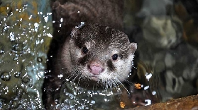 布吉Aquaria水族館遊玩總結｜避坑指南+行程規劃建議📝