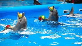 布吉島尼莫海豚館｜預訂前必看！3個選座/預訂技巧超抵✨