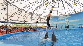 布吉島尼莫海豚館｜現場直擊！海豚+海豹表演笑到肚痛🤣