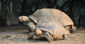 廣州長隆飛鳥樂園親子遊｜寓教於樂超讚！行程規劃懶人包📝