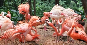 廣州長隆飛鳥樂園｜百鳥齊飛仙境打卡！註意事項全攻略🌿