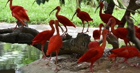 廣州長隆雙園玩瘋了！實測動物世界+大馬戲超讚細節✨