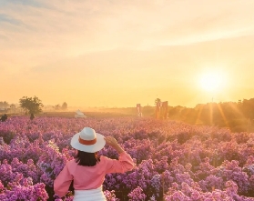 在泰國，沈浸花的海洋