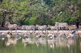 曼谷Safari World門票選品避坑｜野生動物園+海洋公園點揀？超抵攻略✨