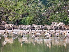泰國曼谷野生動物園門票(Safari World)