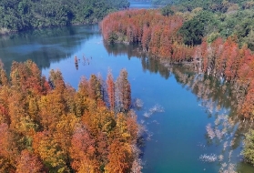 中山落羽杉推薦地