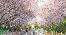 鎮海軍港節櫻花節｜釜山出發一日遊實測！浪漫夜景+軍事體驗超讚💐