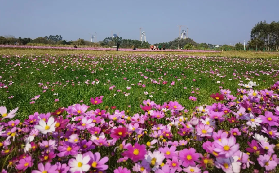 來清遠賞格桑花海