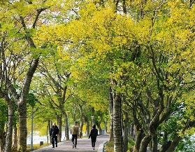 冬日在肇慶星湖拍下美照