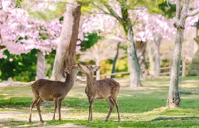 奈良吉野山櫻花季一日遊｜實測3個隱藏體驗亮點💯