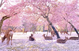 日本櫻花季奈良吉野山一日遊｜預訂前必睇3大選品考量✨