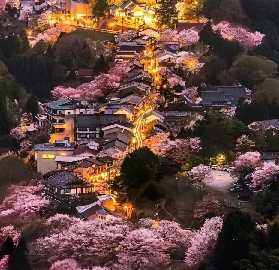 日本櫻花季奈良吉野山一日遊｜3個必知避坑建議📝