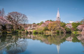 東京賞櫻一日遊實測｜選這款不踩雷！港澳朋友看過來✨