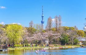 東京賞櫻一日遊避坑指南｜3個關鍵別忽略！