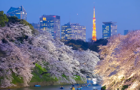 東京賞櫻一日遊超讚體驗｜千鳥淵夜櫻美到哭😭