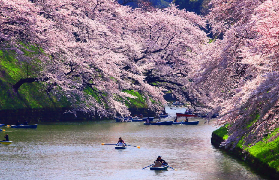 東京賞櫻團實測｜3個拍照神技巧+隱藏玩法！
