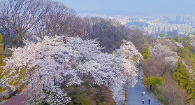 2025人生建議，總要來韓國看一次櫻花吧！