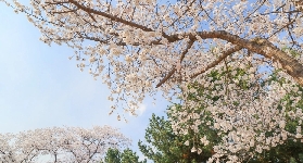 韓國賞櫻！超高性價比！