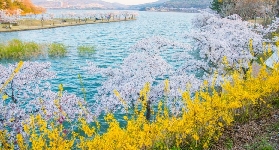 2025韓國櫻花開放時間預測！做好攻略不錯過！