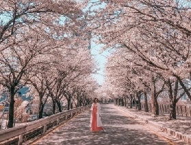 韓國賞櫻勝地盤點！2025年攜愛人一起浪漫追櫻！