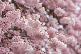 韓國首爾最美櫻花介紹！2025春日一起去看看吧！