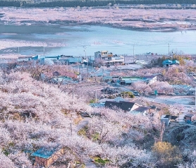 韓國梅花節，這個春天一起去看看！