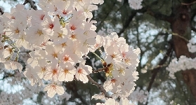 韓國汝矣島春花慶典賞花指南