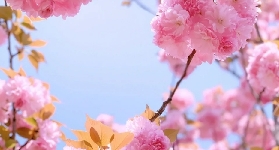 2025韓國花卉旅行，櫻花、梅花、山茱萸，哪一個是你的最愛？