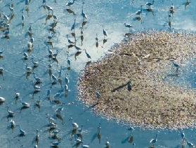 佛山觀鳥勝地！與「羽毛精靈」來一場奇妙邂逅吧~