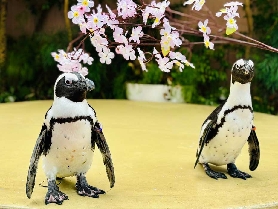 東京品川水族館實測！海豚表演+水族館長廊超讚💦