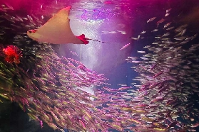 東京品川麥克賽爾水族館避坑指南｜3個必知註意事項