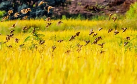 東莞橋頭蓮湖公園——觀鳥聖地