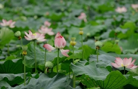 西溪遊玩避坑指南！3個實用tips幫你省時間💰